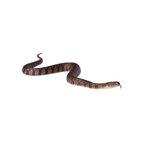 Banded Water Snake Identification & Behavior | Presto-X formerly Fischer