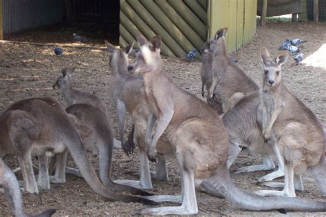 The Animal Kingdom images Wallabies HD wallpaper and background photos ...