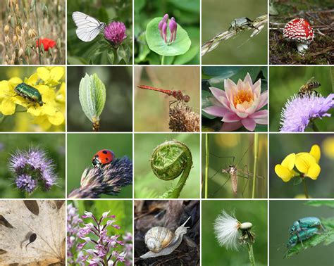 Biodiversity collage | Association Santé Environnement France