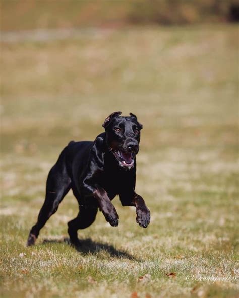 Canis Panther | Breed Information, Facts, History & Pictures