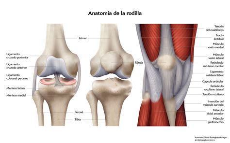 Banquete nativo borroso lesion del menisco interno dela rodilla ...