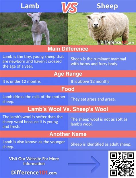 Difference Between Goat And Sheep And Lamb Online | blog.websoft9.com