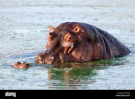 Hippo Mating High Resolution Stock Photography and Images - Alamy