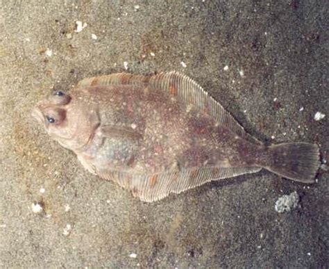 Pacific Sanddab - what to know and where to find — Monterey Bay ...