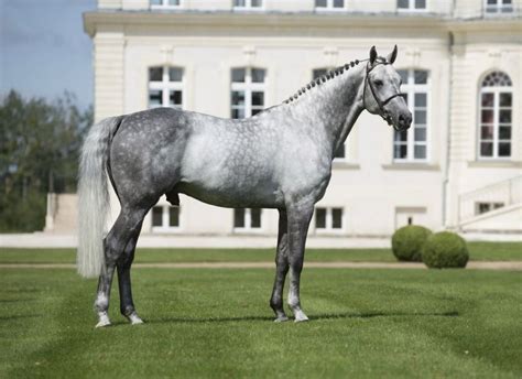 ridiculouslygorgeousequines | Horses, Warmblood horses, Beautiful horses