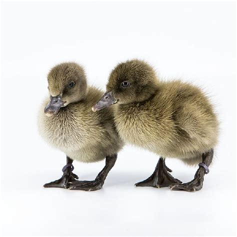 Khaki Campbell Ducklings Buy khaki campbell ducklings in Varanasi Uttar ...