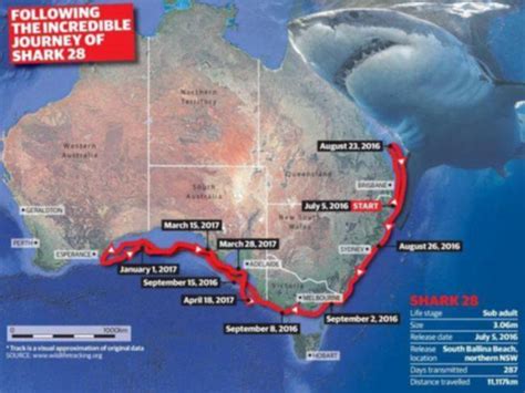 Great White Shark Migration Map