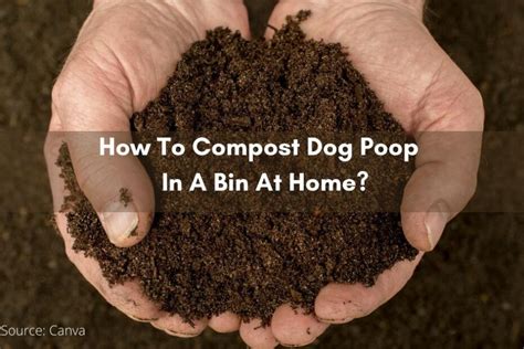 How To Compost Dog Poop Or Waste In A Bin At Home?Gardenchee