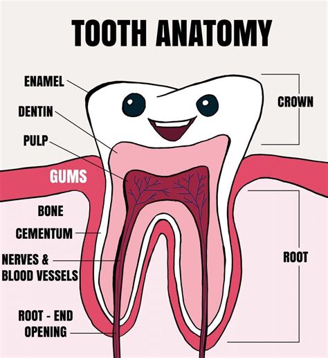 Tooth anatomy for kids - www.anatomynote.com | Teeth anatomy, Dental ...