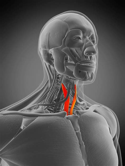 Anatomy Illustration - Sternothyroid Stock Illustration - Illustration ...