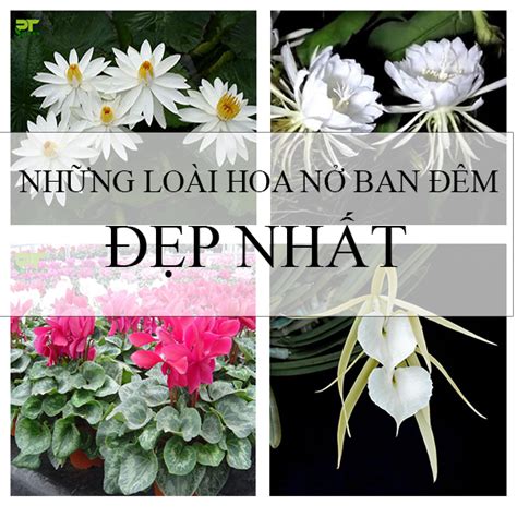 Những loài hoa nở ban đêm đẹp nhất - Phương Trung Green