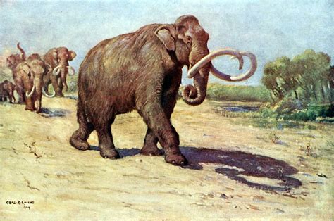 Mastodon Vs Mammoth Drawings