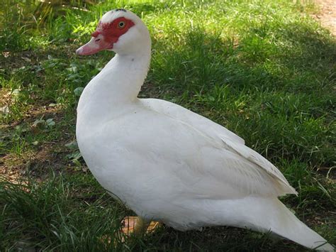 Domestic Duck can be kept as Pet at Garden or Backyard