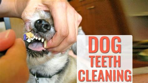 Dog Teeth Cleaning - A Complete Guide For Pet Owners - Petmoo