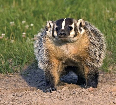 American badger | mammal | Britannica