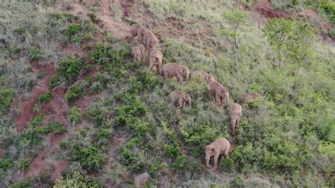 My Life Filming Elephants in China | First Person | The World of Chinese