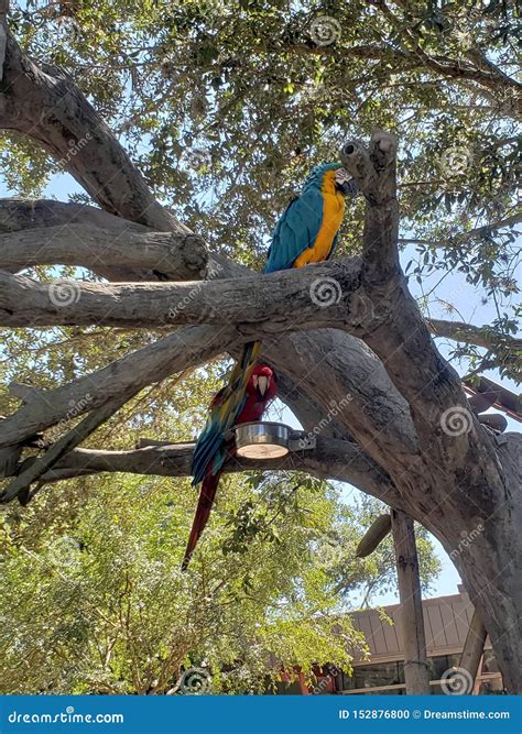 Love birds stock photo. Image of birds, parrot, talking - 152876800