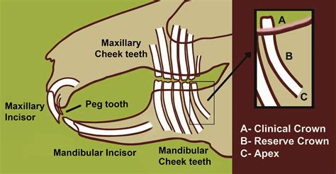 Rabbit Teeth Diagram