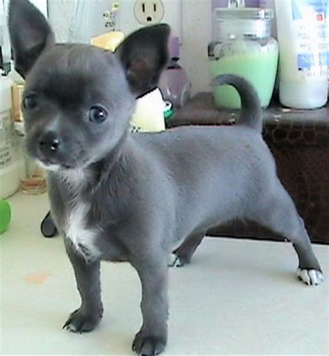 Blue Long Hair Chihuahua Puppy - Bleumoonproductions