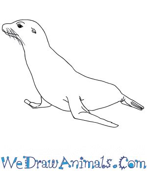 How to Draw a Realistic Seal