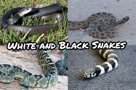 Discover 40 White and Black Snakes (18 are Venomous) in 2024 | Updated