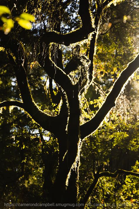 Portola Redwoods State Park – Cameron D. Campbell 康文林