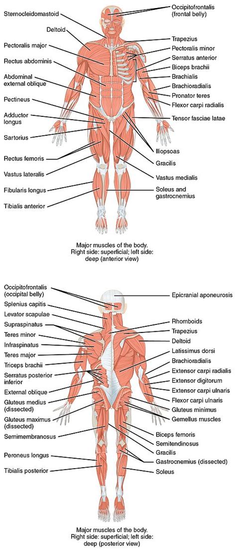 List of skeletal muscles of the human body - Wikipedia