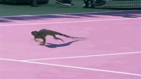 Lizard Running GIF by Miami Open - Find & Share on GIPHY