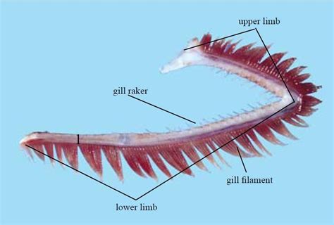 fish gill anatomy - Google 搜尋 | Anatomy, Lower limb, Limb