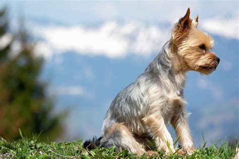 Yorkie Poo Puppy Cut