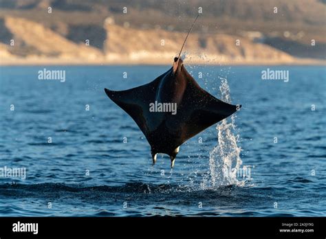 Mobula rays, mobula munkiana, breaching in the early morning, Sea of ...