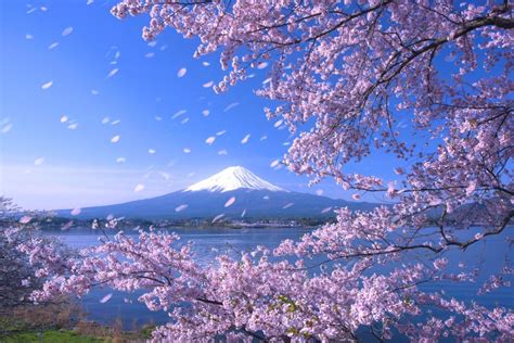 99+ Background Bunga Sakura Jepang Picture - MyWeb