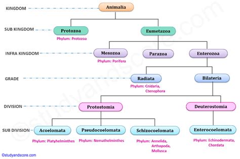 Kingdom Animalia Classification Chart