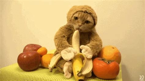 Cat Monkey GIF - Cat Monkey Banana - Discover & Share GIFs