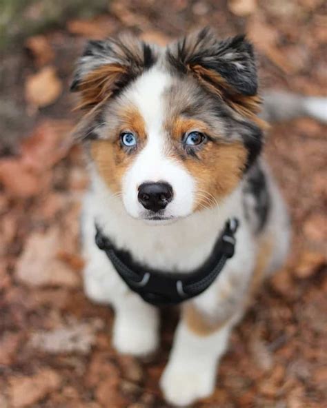 Australian Shepherd Husky Mix 🐕 | Vet Reviews | 3 Reasons To Avoid 🚫