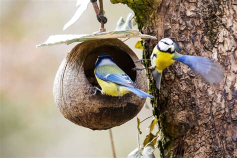 Nesting and baby birds (With images) | Birds, Animals, Nest images