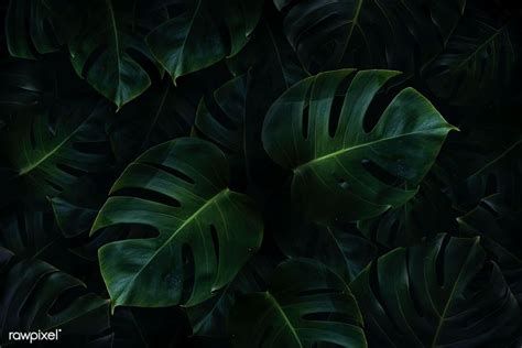 Tropical green monstera leaves background | premium image by rawpixel ...