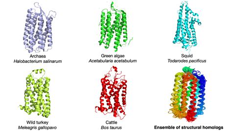 New statistical study finds link between protein evolution and thermal ...