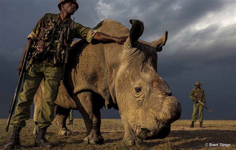 Wildlife Photographer of the Year: The brutal reality of rhino poaching ...