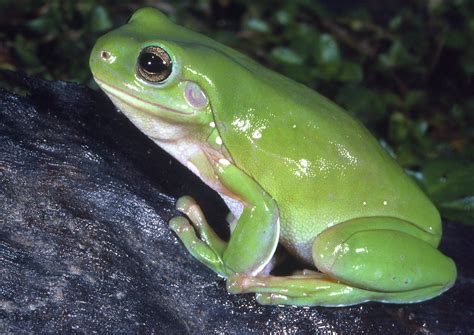 Green Tree Frog - The Australian Museum