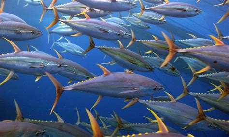 Yellowfin Tuna | Species | WWF