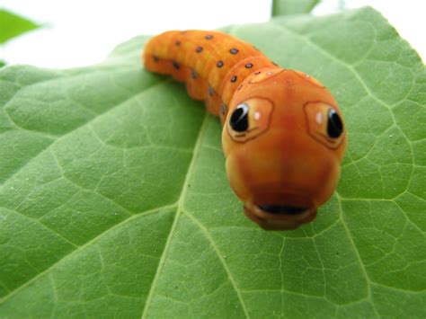 Spicebush swallowtail caterpillar (Papilio troilus) | Flickr