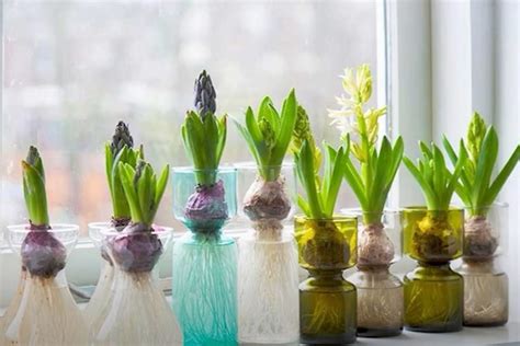 Growing hyacinths indoors in water - Thrive