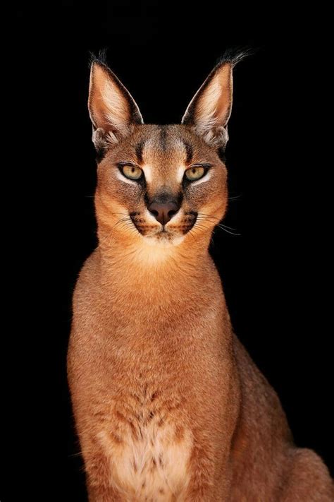 Caracal Lynx | WILD NATURE, *past & present* | Pinterest | Caracal and Lynx