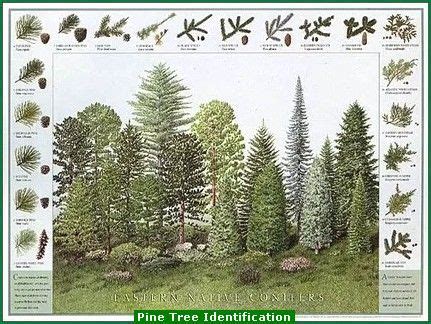 Pine Tree Identification Chart Picture | Tree identification, Conifer ...