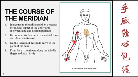 UJ online lectures:12 The Pericardium Meridian of the Hand Jueyin - YouTube