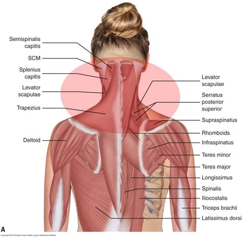 What are the causes of muscle spasming in the neck?