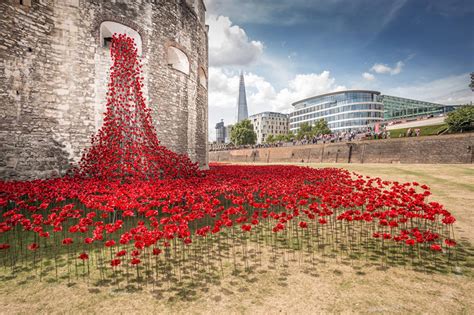 888,246 ceramic poppies infill the tower of london for remembrance day