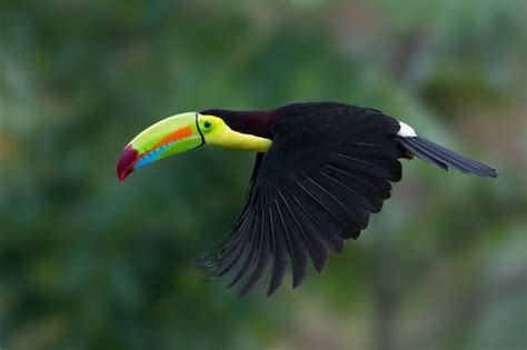 Kingdom Animalia: Witness the Majestic Flight of the Keel-billed Toucan