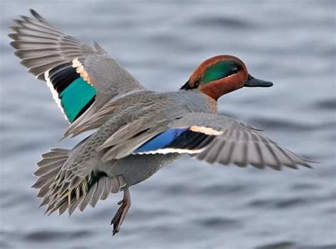 Green Winged Teal Male in Flight